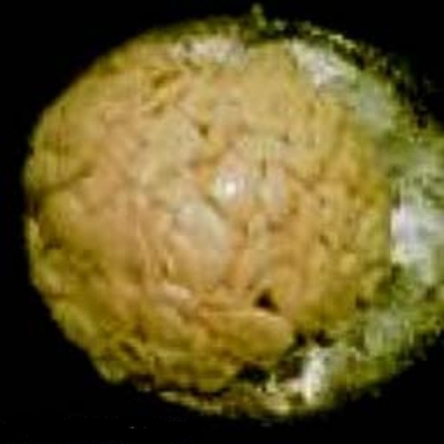 276 Взрыв кабачка в коляске с поносом - Какой ты по счёту в очереди за курами гриль