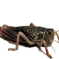 Alejandra Verdejo, veterinaria del Senasa, habla de tucuras - 29/10/25