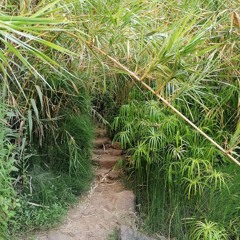 Feed The Reeds (saxophone section, solo clarinet)