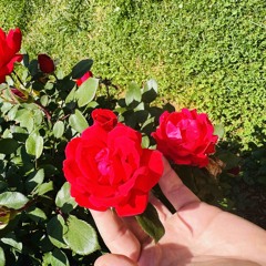 Roses by the Window Sill