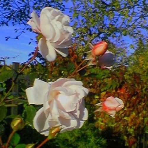 BRIGHT $IDE IS HERE prod. crescnta