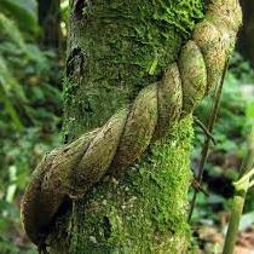 Jungle Medicine