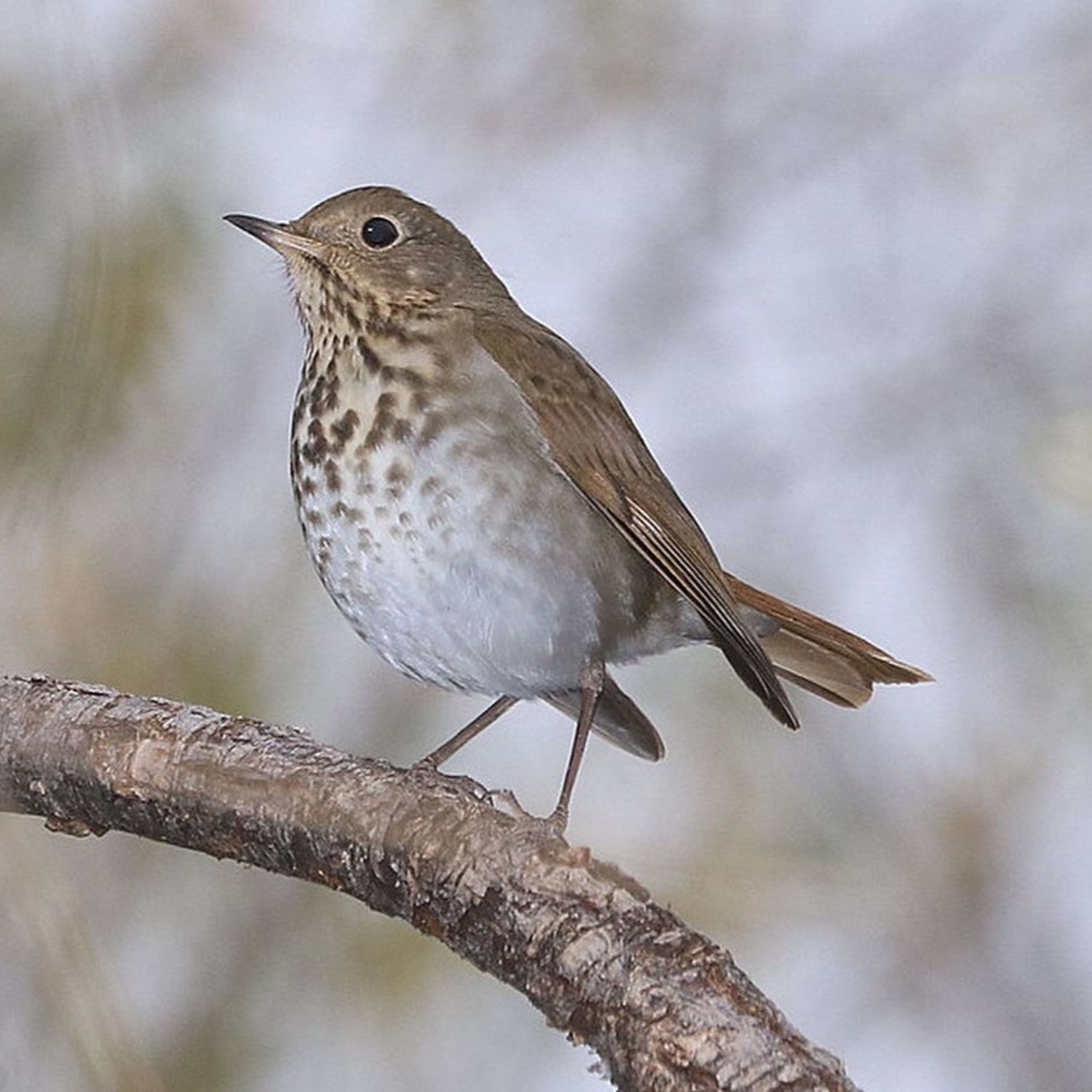 Hermit Thrush, Catharus guttatus episode artwork