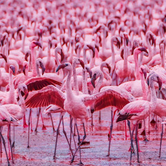 Pink Flamingos Over Parma