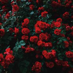 APOLLOISLAME- roses slowed