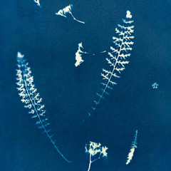 Orchid (Stitch Remix) [arborescence]