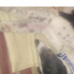 Camouflaged Disco MHYH monthly slot with guest Rob in purple followed by Dan Crookes 07.05.2022