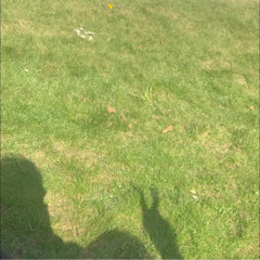 Amanda, My Heart's Whisper