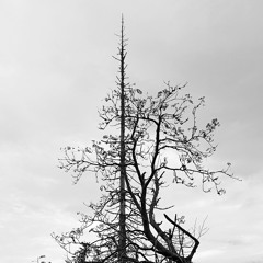 Winds