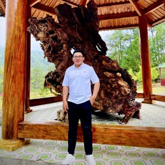 Bằng Lăng Tím - Nha