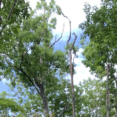 heylog - So Lovely (slowed reverb)