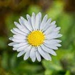 Petite Fleur
