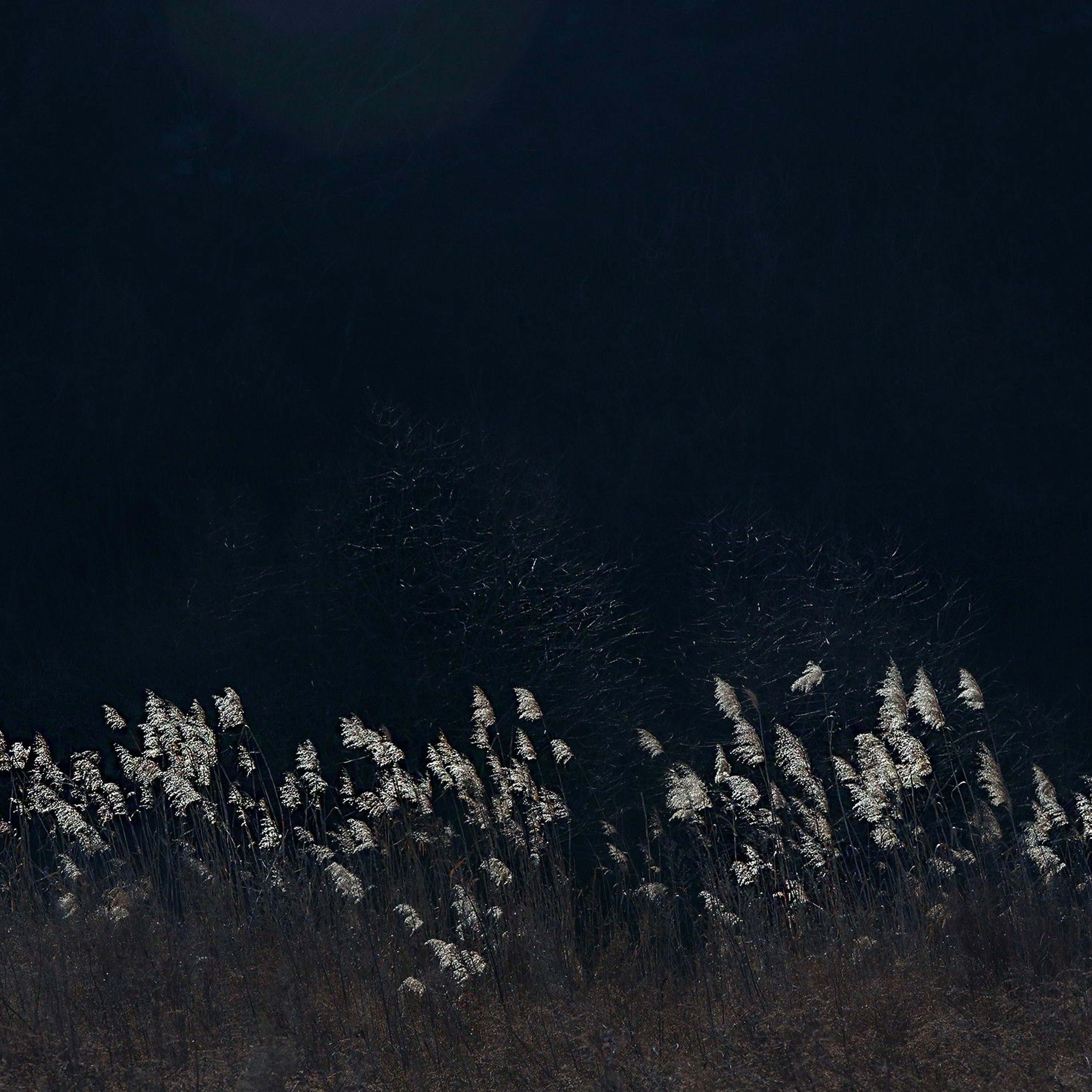 Field of Reeds episode artwork
