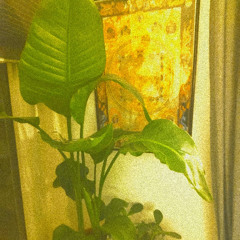 Alles der Musik Willen 003