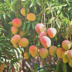 MANGOTALK2