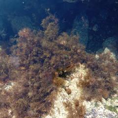 Matteo Coffetti x Radio Alhara