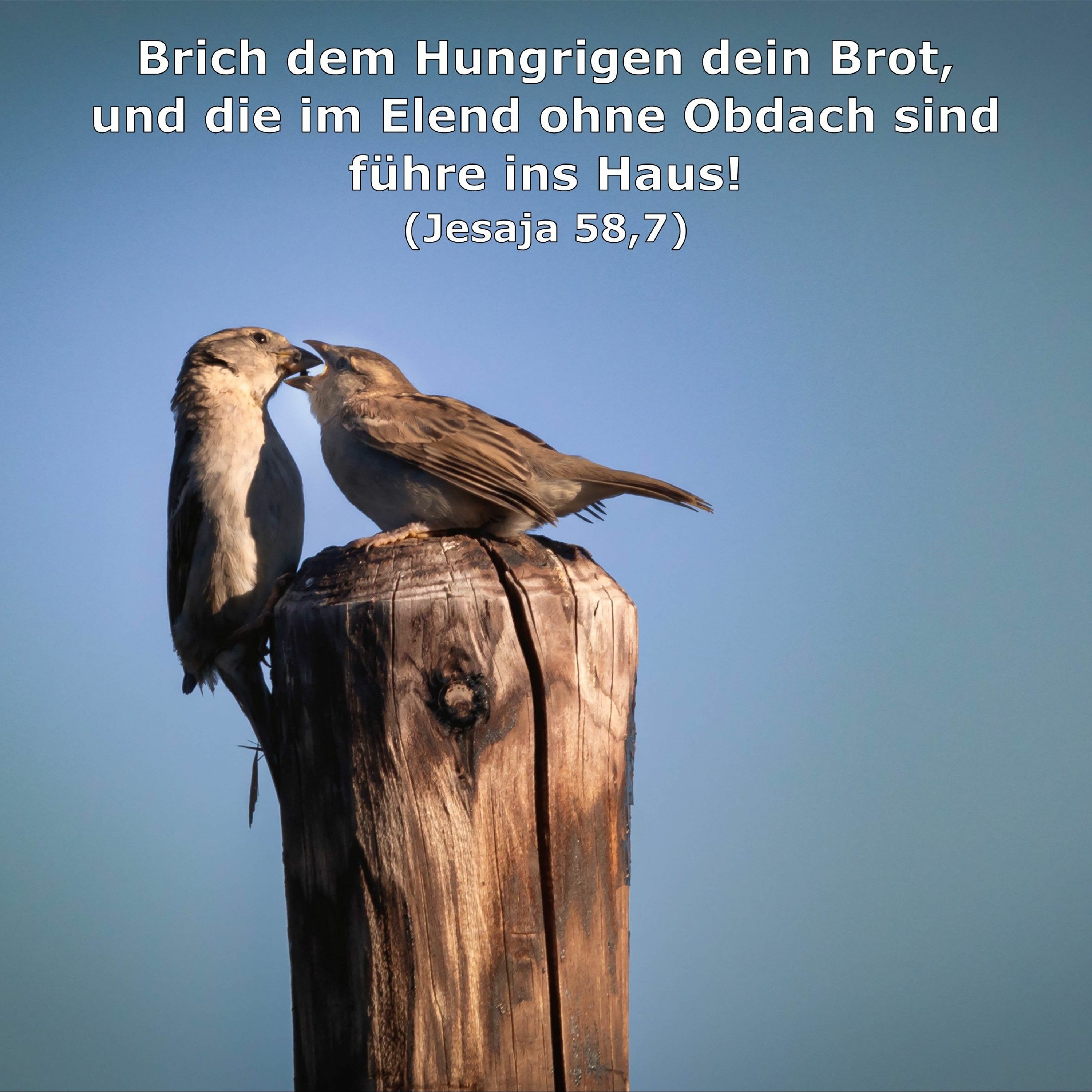 In einem Jahr durch die Bibel