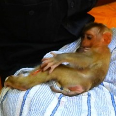monkey love sleep