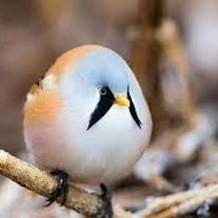 Everyobody Wants To Be A Bird