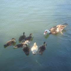 eastwood country beat