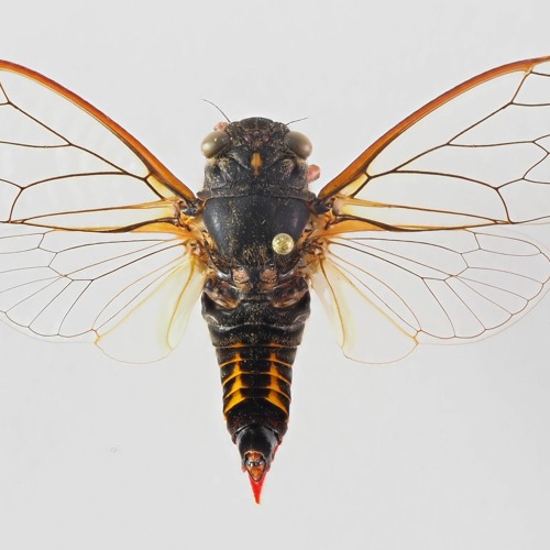 Cicada: Mt Lofty Firetail calling song