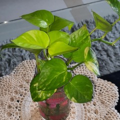 Drama Hello, Sharpshooter OST