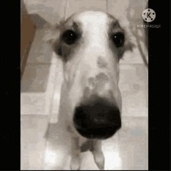 vcs with over 5 people