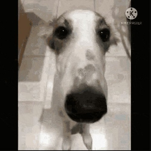 vcs with over 5 people