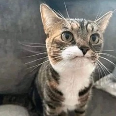 забрейкфолил