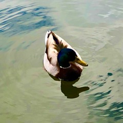 6 AM Ducks In The Rain Disquiet0436