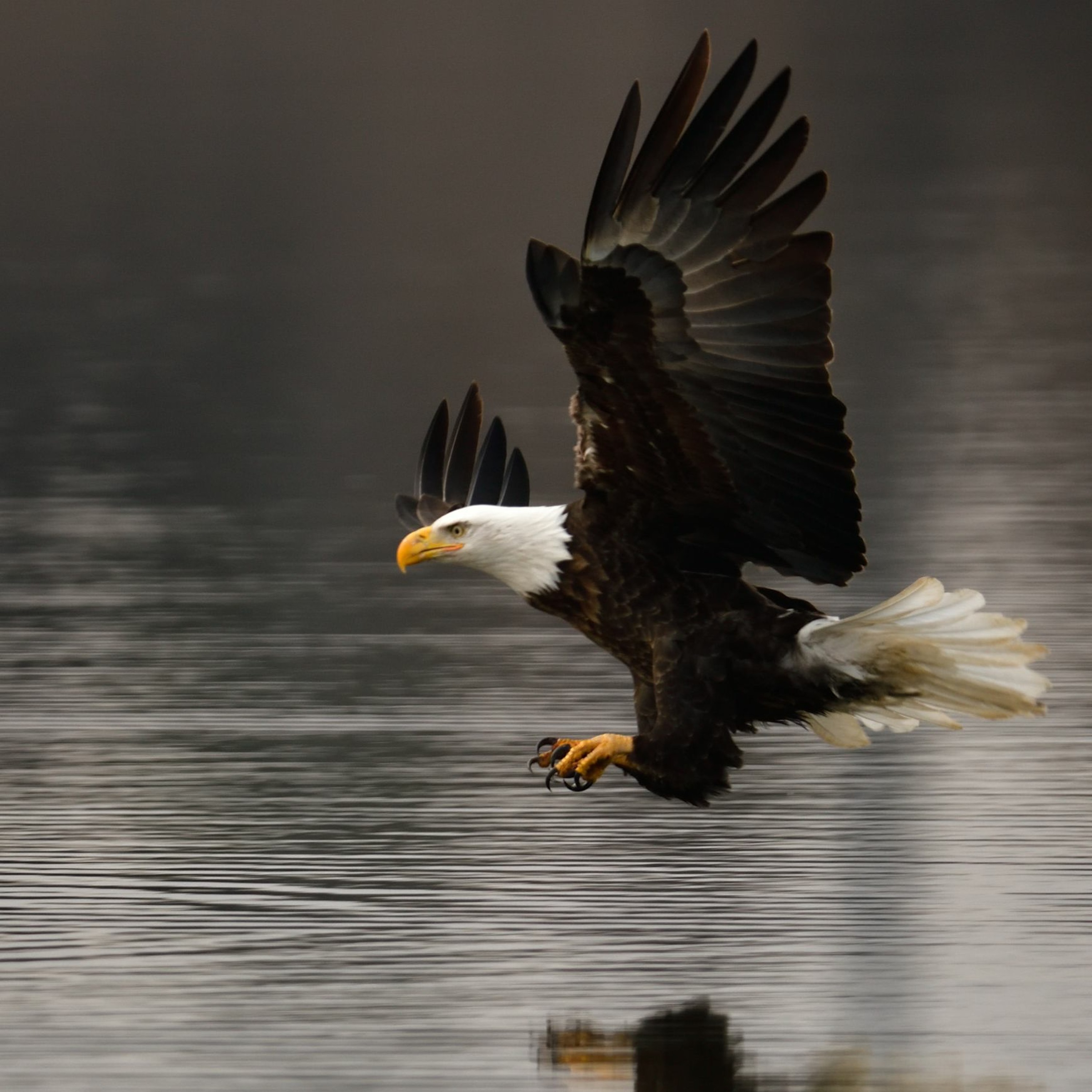 Potential Lead Shot Restrictions