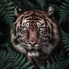 lost in the jungle