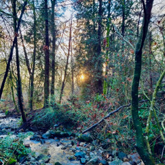 Enchanted Hollow