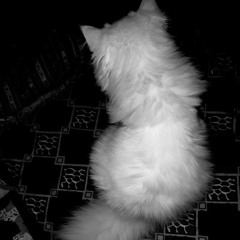 Trả Cho Em Remix - Khánh Cường x Đại Mèo Remix _ Anh Trả Cho Em Tự Do Tháng Năm Ta Từng