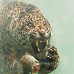 NEVER SCARED(ft. OFFLUCCI)