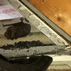AAAC Wildlife Removal of Tampa Bay - Bat Removal St. Petersburg