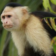 Ok Monkey
