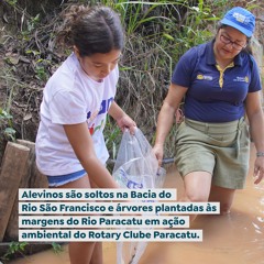 Alevinos são soltos na Bacia do Rio São Francisco e árvores plantadas às margens do Rio Paracatu