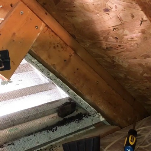 Bat Removal Baytown by AAAC Wildlife Removal