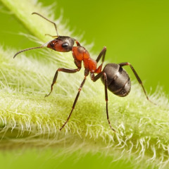 The Steady Walk Of An Ant