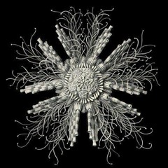 aquatique