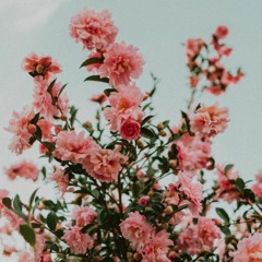 ｓｔｒａｗｂｅｒｒｙ