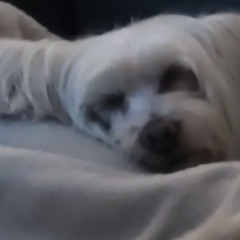 FRENCH Ssik@GET STRASS ET PAILLETTES