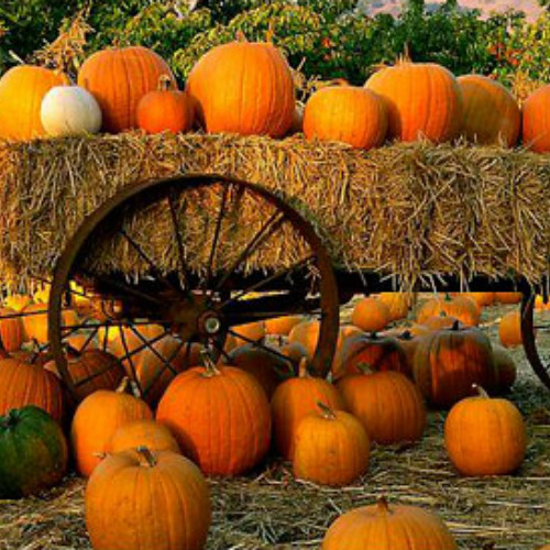 Country Pumpkin