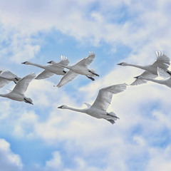 THE WHITE BIRDS: PART I "The Mute Swans"