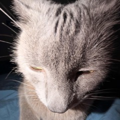 FUNKFLEX/BRONSON MIX2