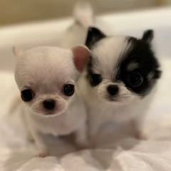 Exclusive Chihuahua Puppies for Sale in France – Meet LYLA by Tiara Pet