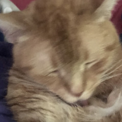 Ginger - Arthur Shea