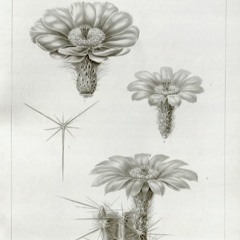 HK_Fantaisies_tracks_196