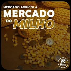 Mercado do Milho; Colheita do MILHO americano ganha ritmo com clima favorável.